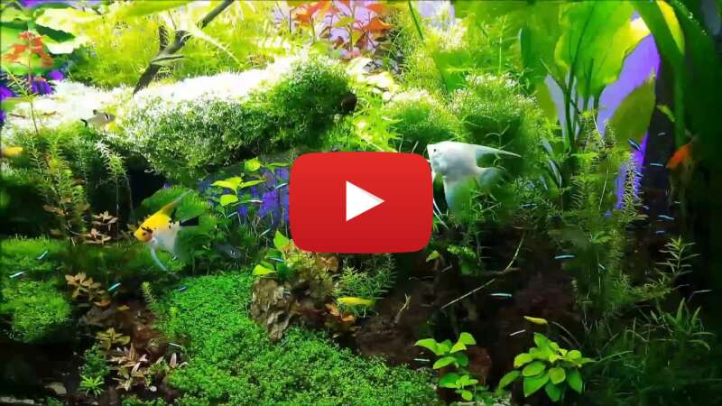 Video L0hVtIWUG14 abspielen