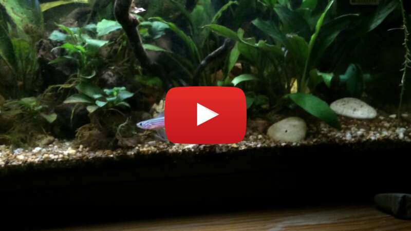 Video LBpCh9AT0EU abspielen