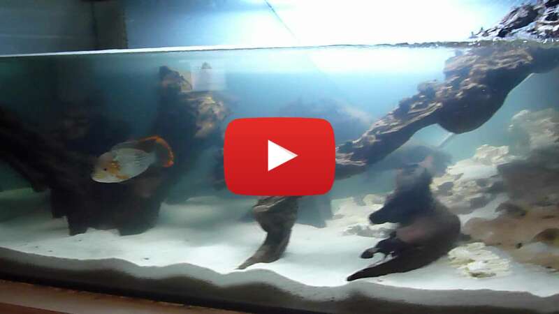 Video LGTGFSQ17BA abspielen