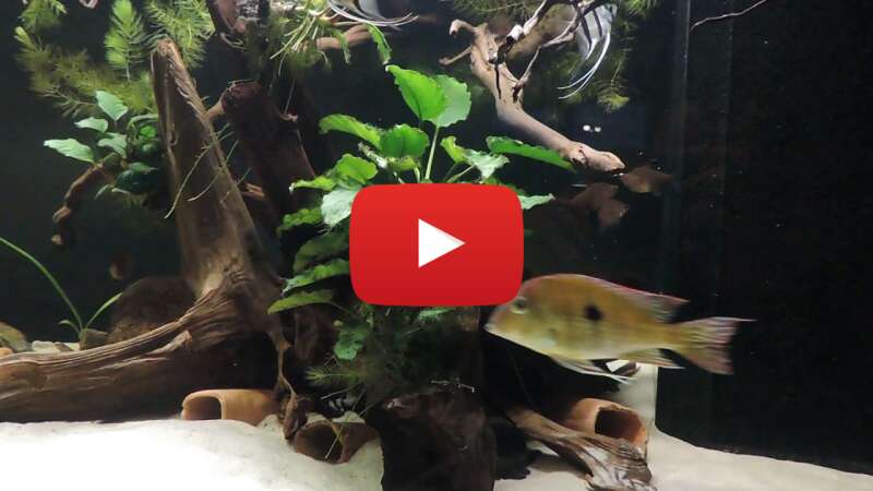 Video LGUd6Vyhe7o abspielen