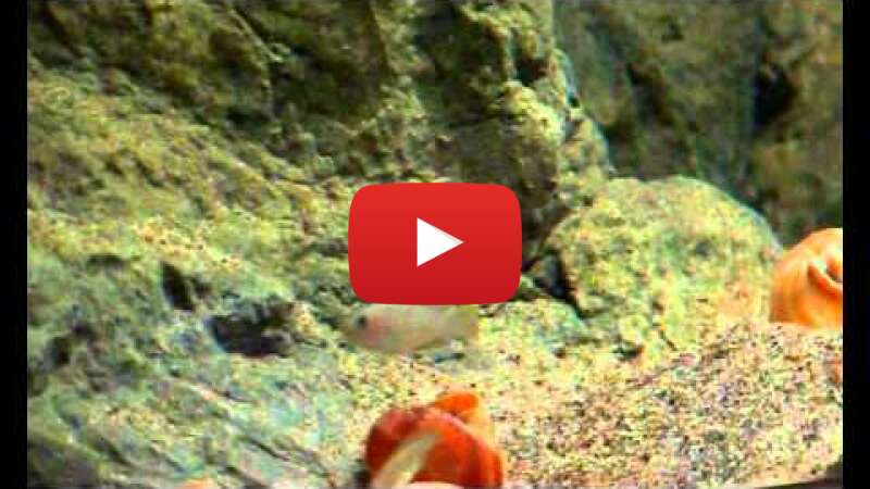 Video LIQN5iSz-as abspielen