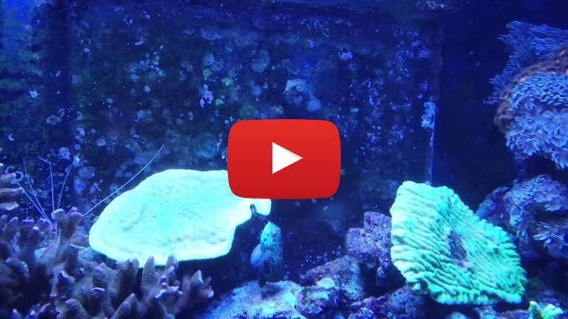 Video LIVBxqnGBjU abspielen