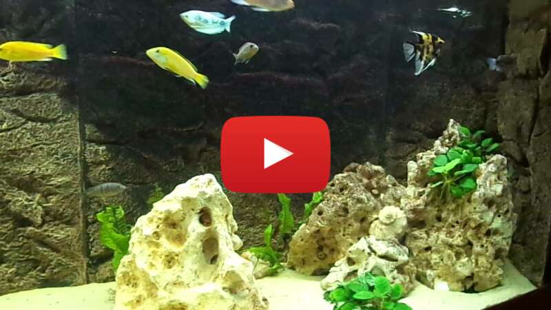 Video LJHHQbkXigw abspielen