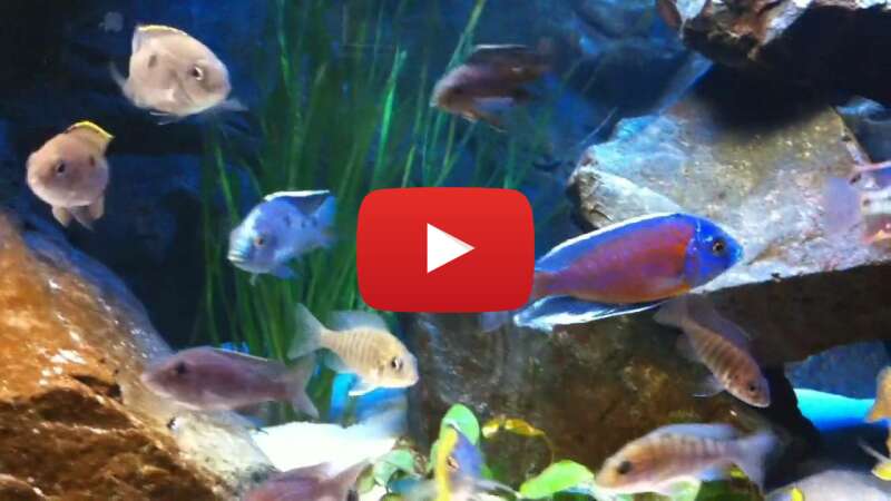 Video LWI-ADE9yOI abspielen