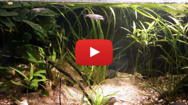 Video LYtsOE53Qd4 abspielen