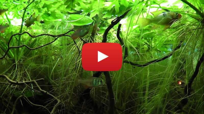 Video Lb2JpBiJigE abspielen