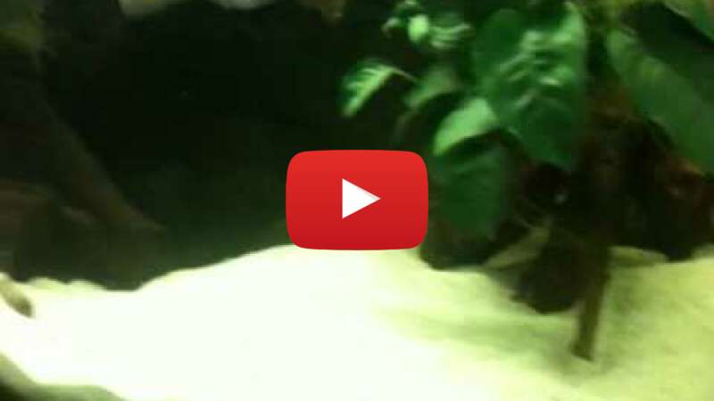 Video LcPh_mH8t0M abspielen