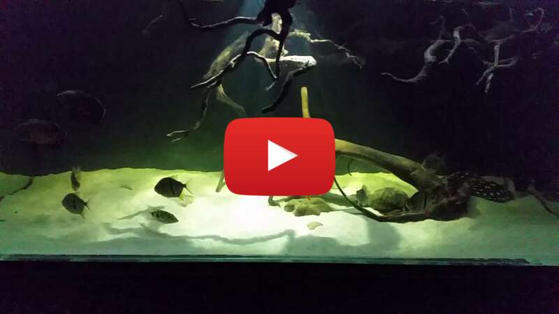 Video LgwreNwJn5Y abspielen