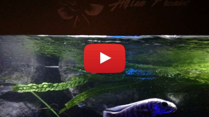 Video Lmjd9CvrtHU abspielen