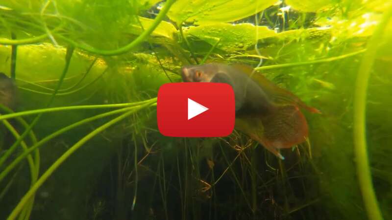 Video LnrMZNHC_CQ abspielen