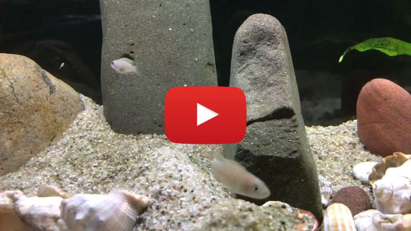 Video Lsw2VgrQ3dw abspielen