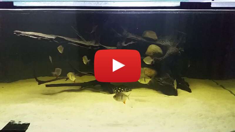 Video Lx_LBmjIaGE abspielen