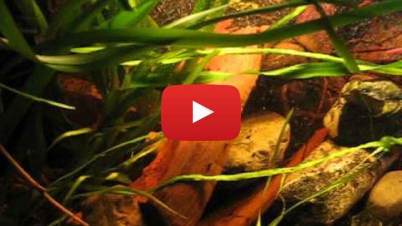 Video LxlfKlAlk_M abspielen