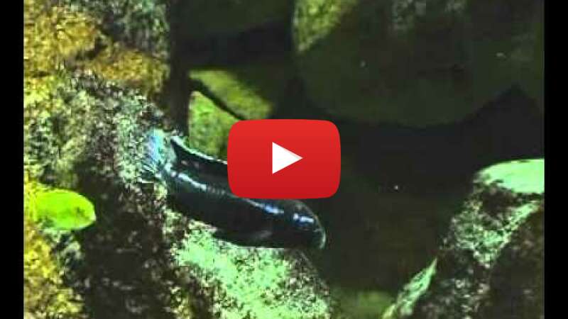 Video M-g2jnwjkZU abspielen