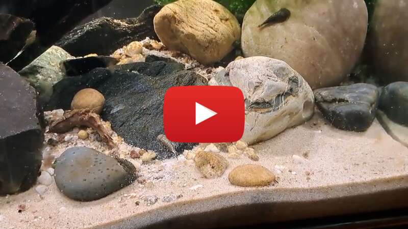 Video M2RjxuW-ziQ abspielen