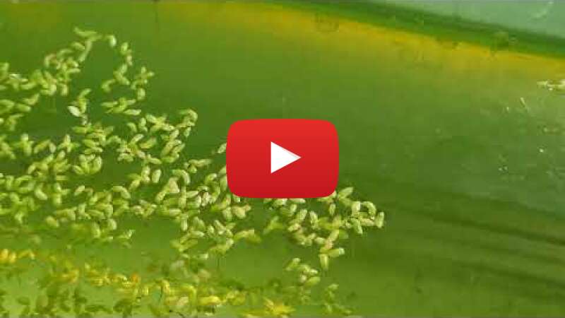 Video M3FX6u5u9SM abspielen