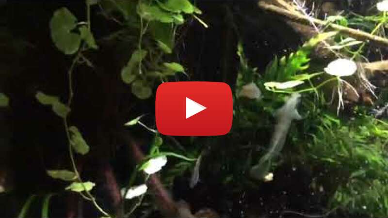 Video M8NSwAgsgiU abspielen