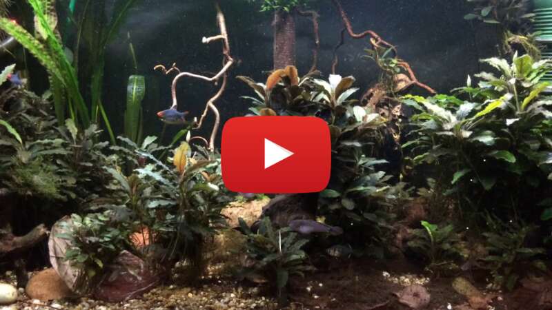 Video MB0JBLLFhx4 abspielen