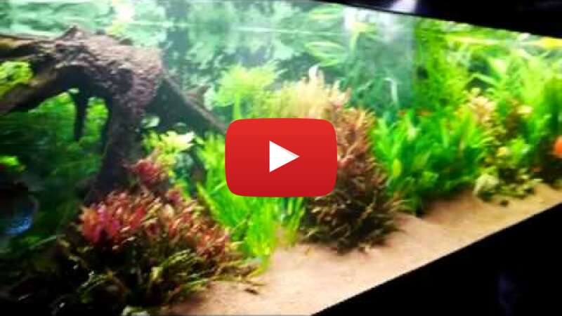 Video MFqH9tXl47E abspielen