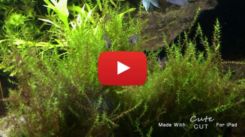 Video MMu1GQfCB-c abspielen