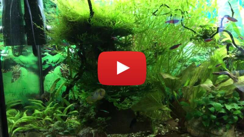 Video MPHzZubrl74 abspielen