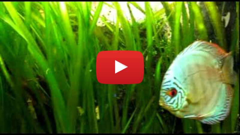 Video MQN9YhEWvAk abspielen