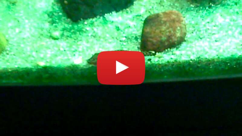 Video MQiQVvuh4Q0 abspielen