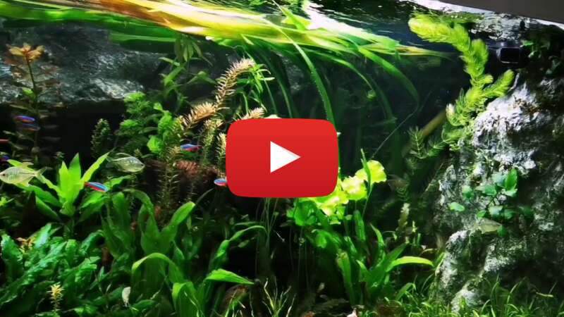 Video MRW_WlBix0I abspielen