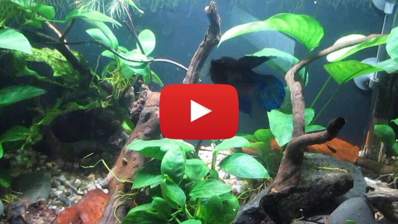 Video MZ4S9FaxLfs abspielen