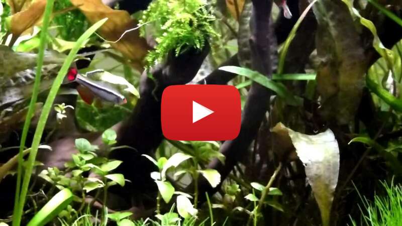 Video MZaQaYXFZYc abspielen