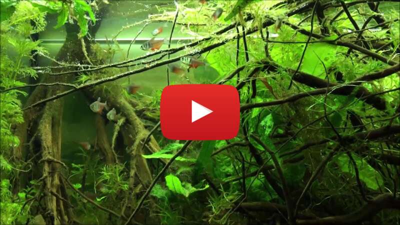 Video MaGyjBGQy40 abspielen