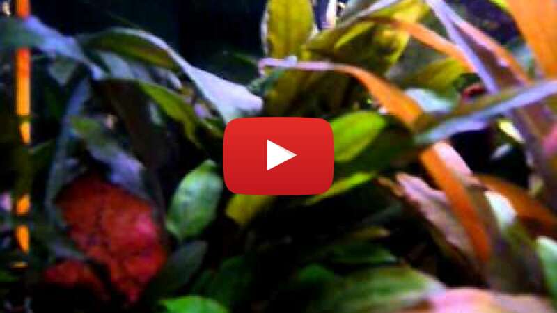 Video MgPOzMRCI9M abspielen