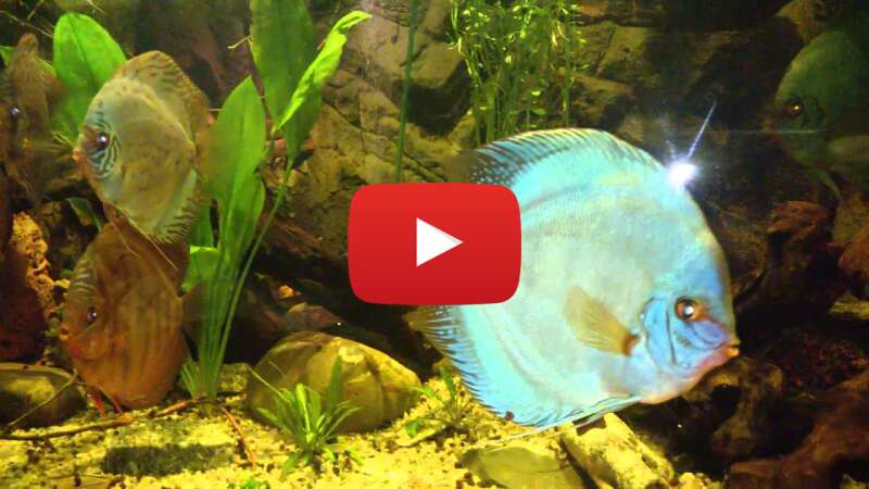 Video Mj4duVZ6_60 abspielen