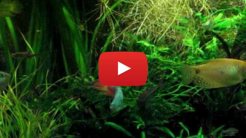 Video Mlh4-G2YHFY abspielen