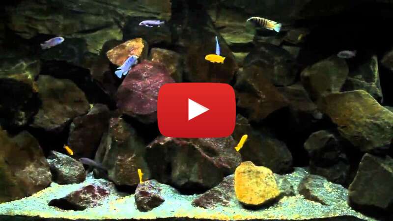 Video MmKp4bbCcFU abspielen