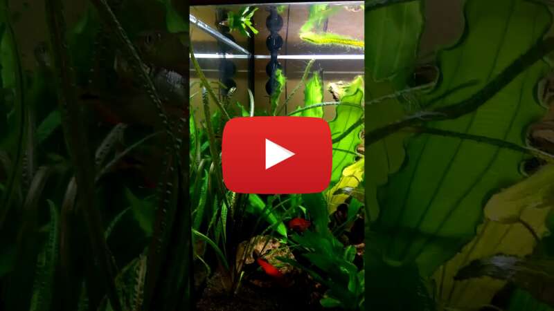 Video MpPL_rD4Xiw abspielen