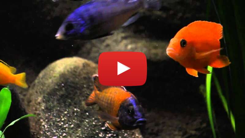 Video MrdDSTEl-Xo abspielen