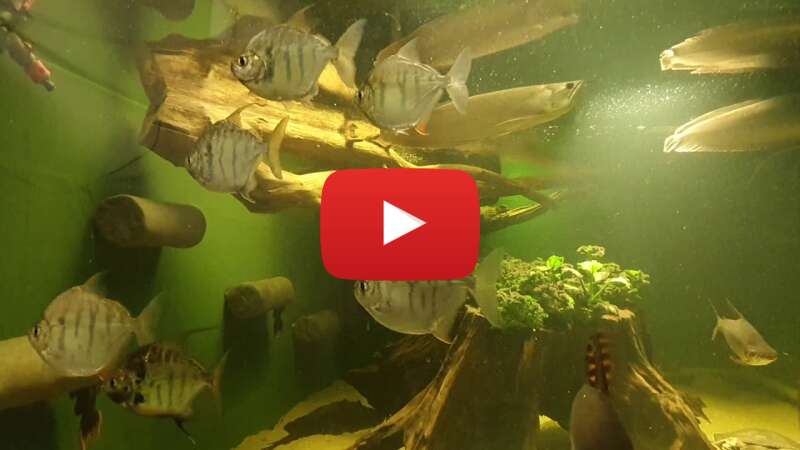 Video MtZAbPYtilk abspielen