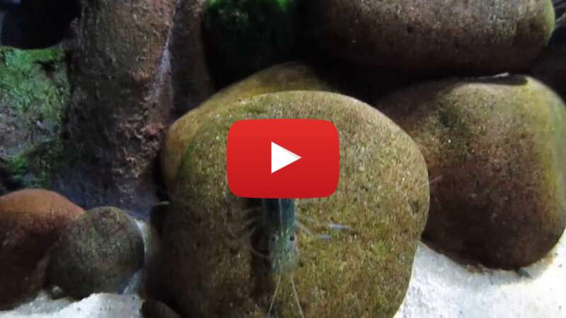 Video MvF8JuJo8cw abspielen