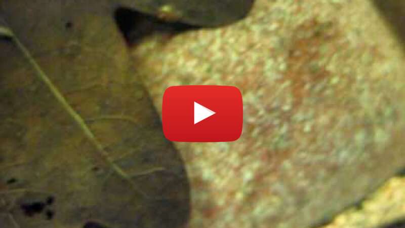 Video MwC2USRIZiY abspielen