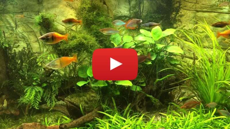 Video Mwxx9Ld5jOA abspielen