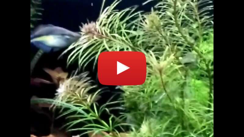 Video MzQ5kzqn84Y abspielen