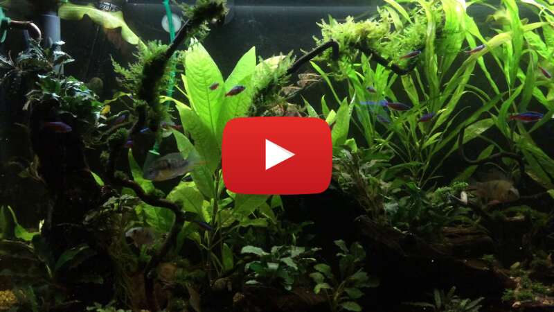 Video N2lVEGbWmxs abspielen