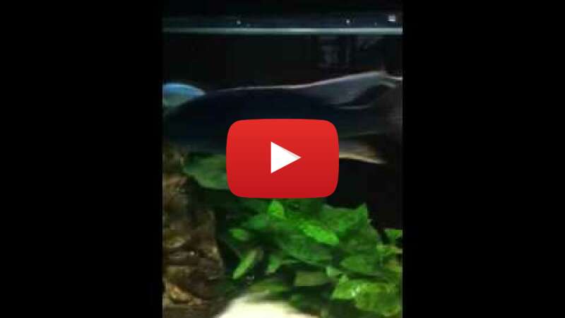 Video N2qrylRCTUg abspielen