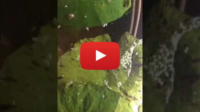 Video N6MdKdF261Q abspielen