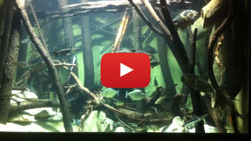 Video N6l8wrkm1LY abspielen