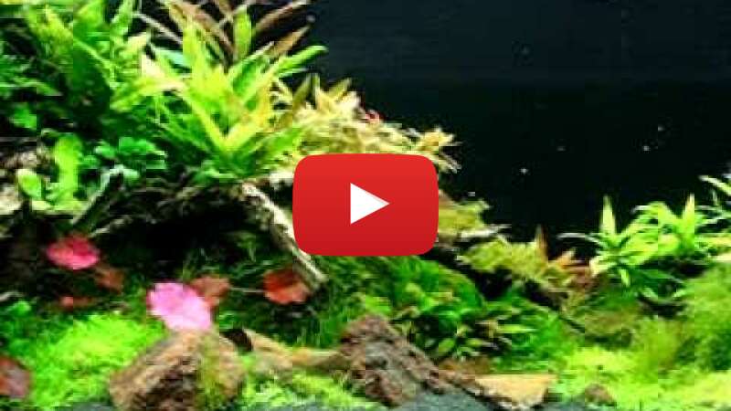 Video N8TPXB1Ig1Q abspielen