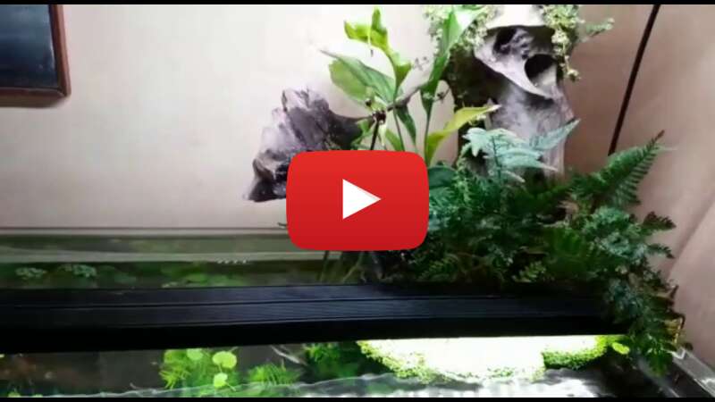 Video N8o8kbV3ZOY abspielen