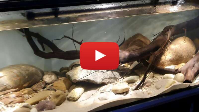 Video NACUFkDjoFA abspielen