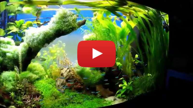 Video NCKj4zojE1k abspielen